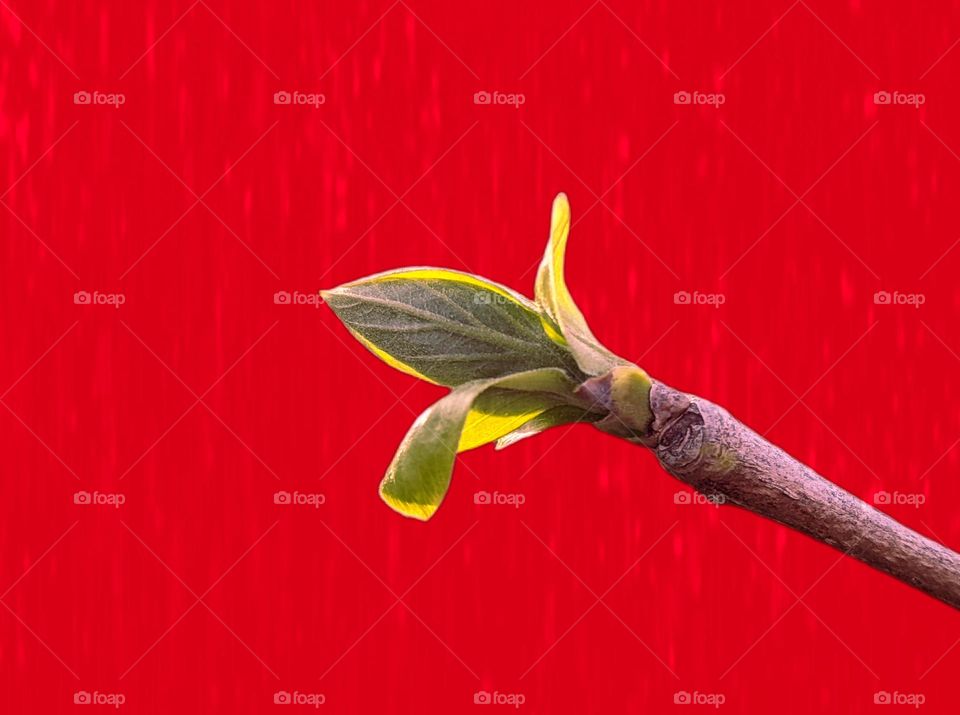 Green small leaves on a red background