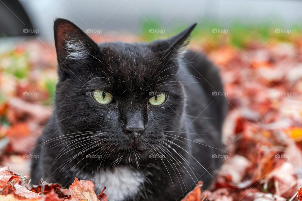 tuxedo cat on red and white textile