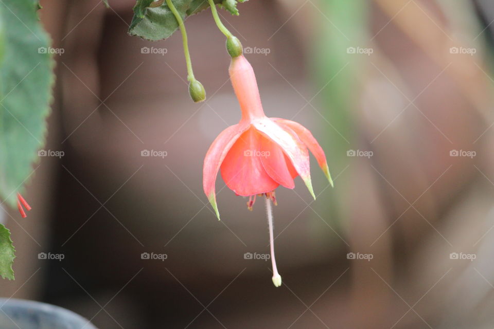hanging flower