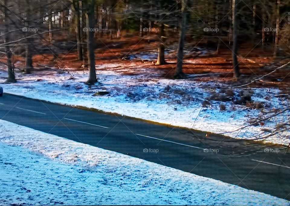 roads between forest