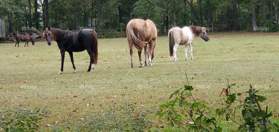 four horses in the green pasture, black, brown & paint