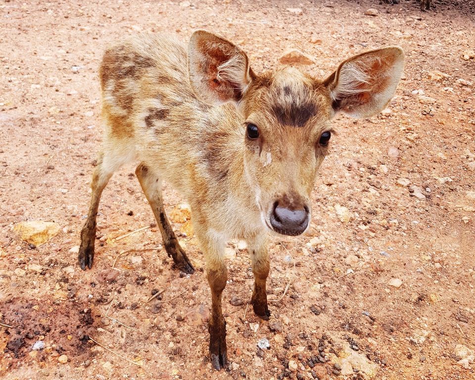 Young deer standing in farm