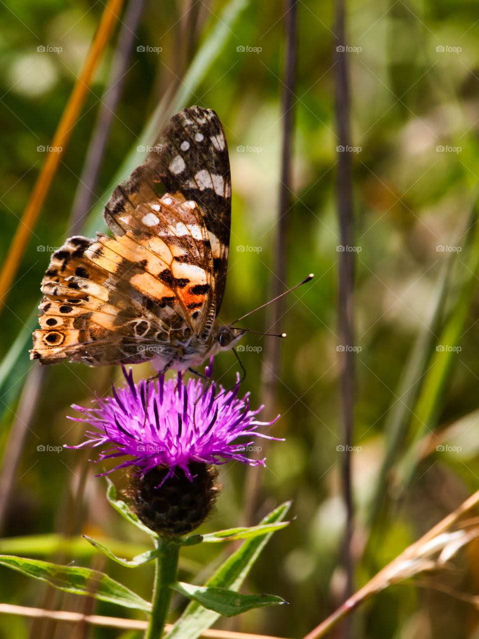painted lady butterfly close up