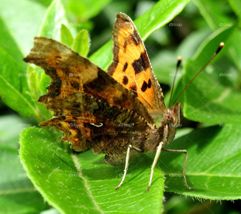 Comma butterfly