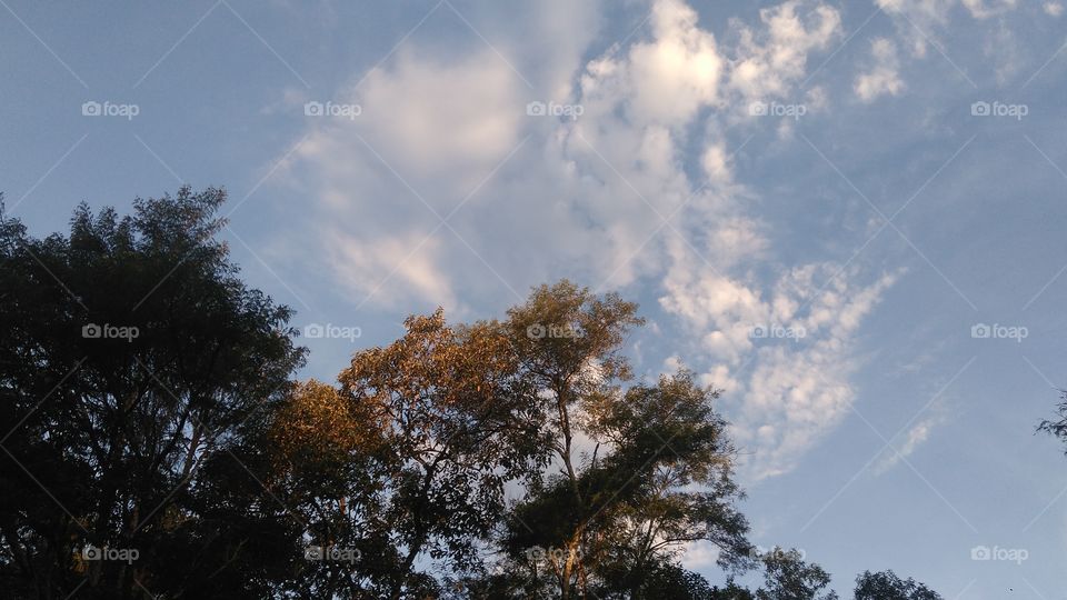 Céu e árvores