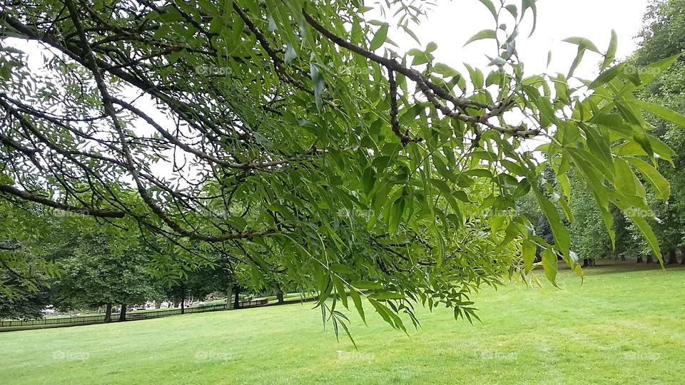 Tree branch with leaves