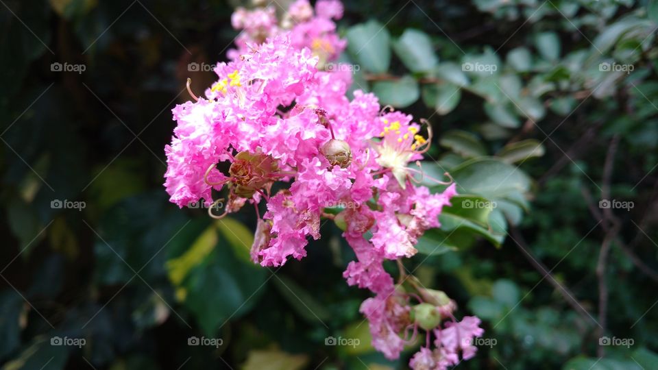 Background maravilhoso com flores e cores suaves das plantinhas.