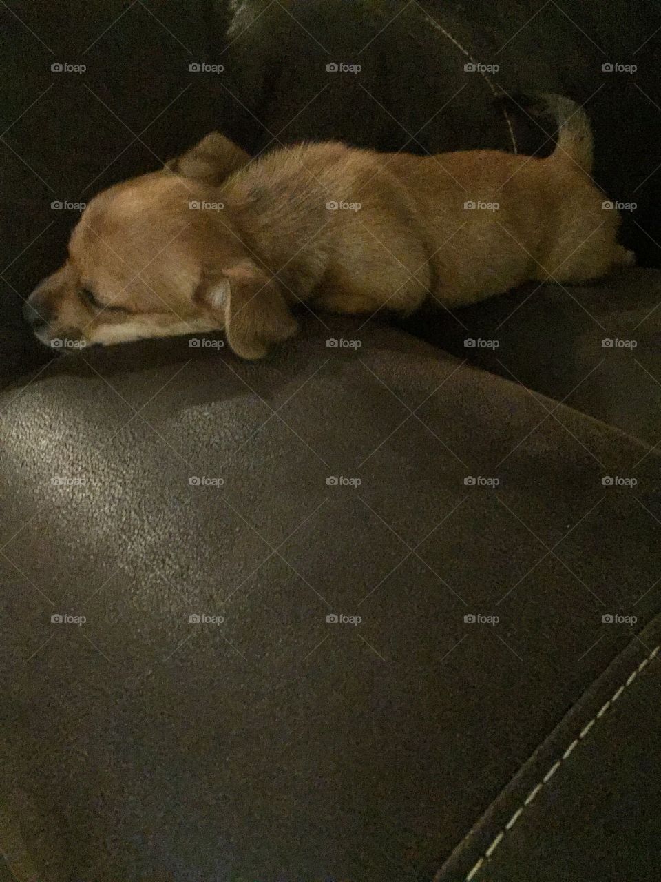 Sleepy doggo
