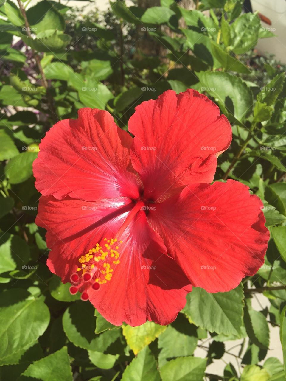 Hibiscus 
