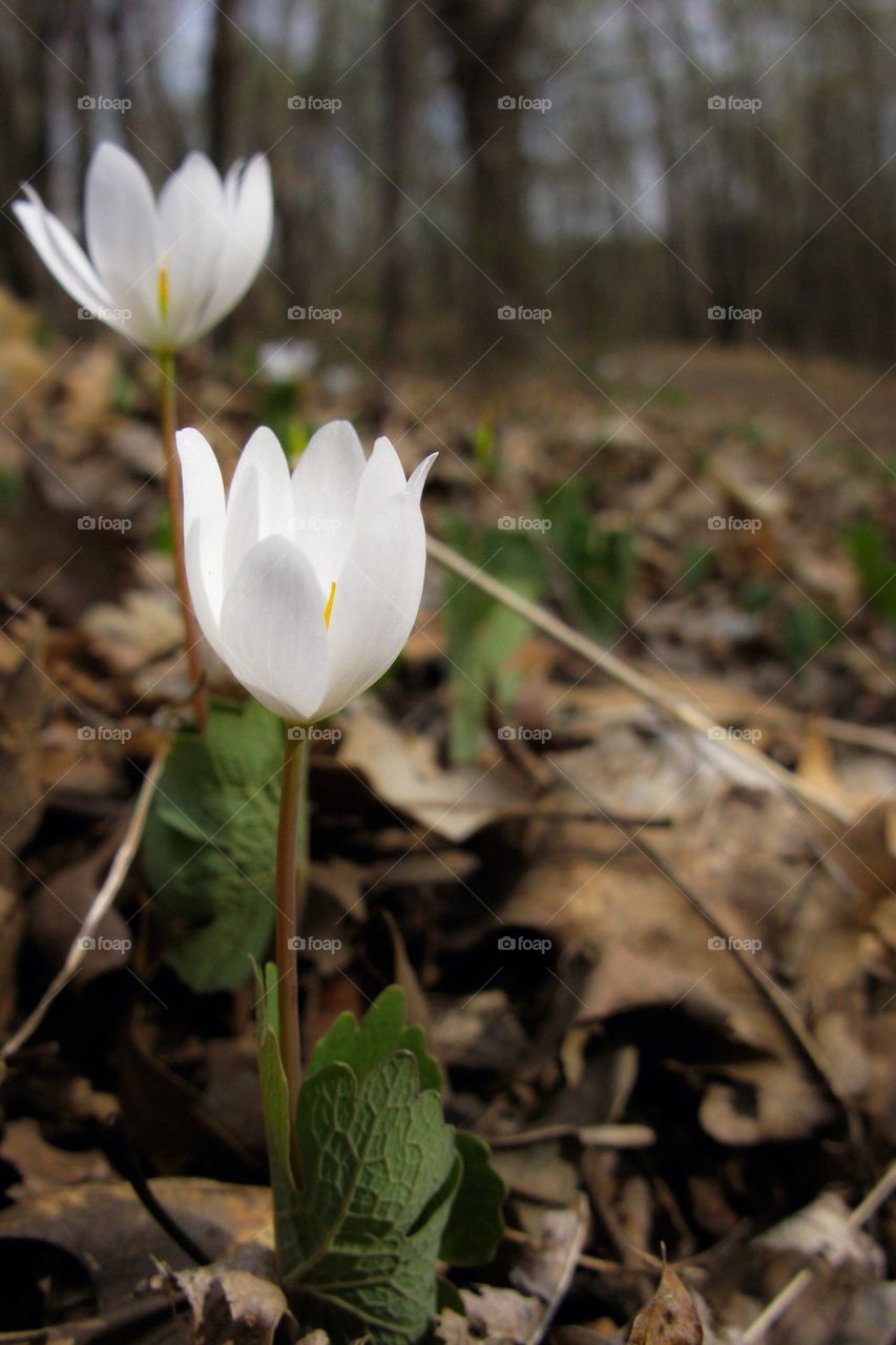 Forest blooms