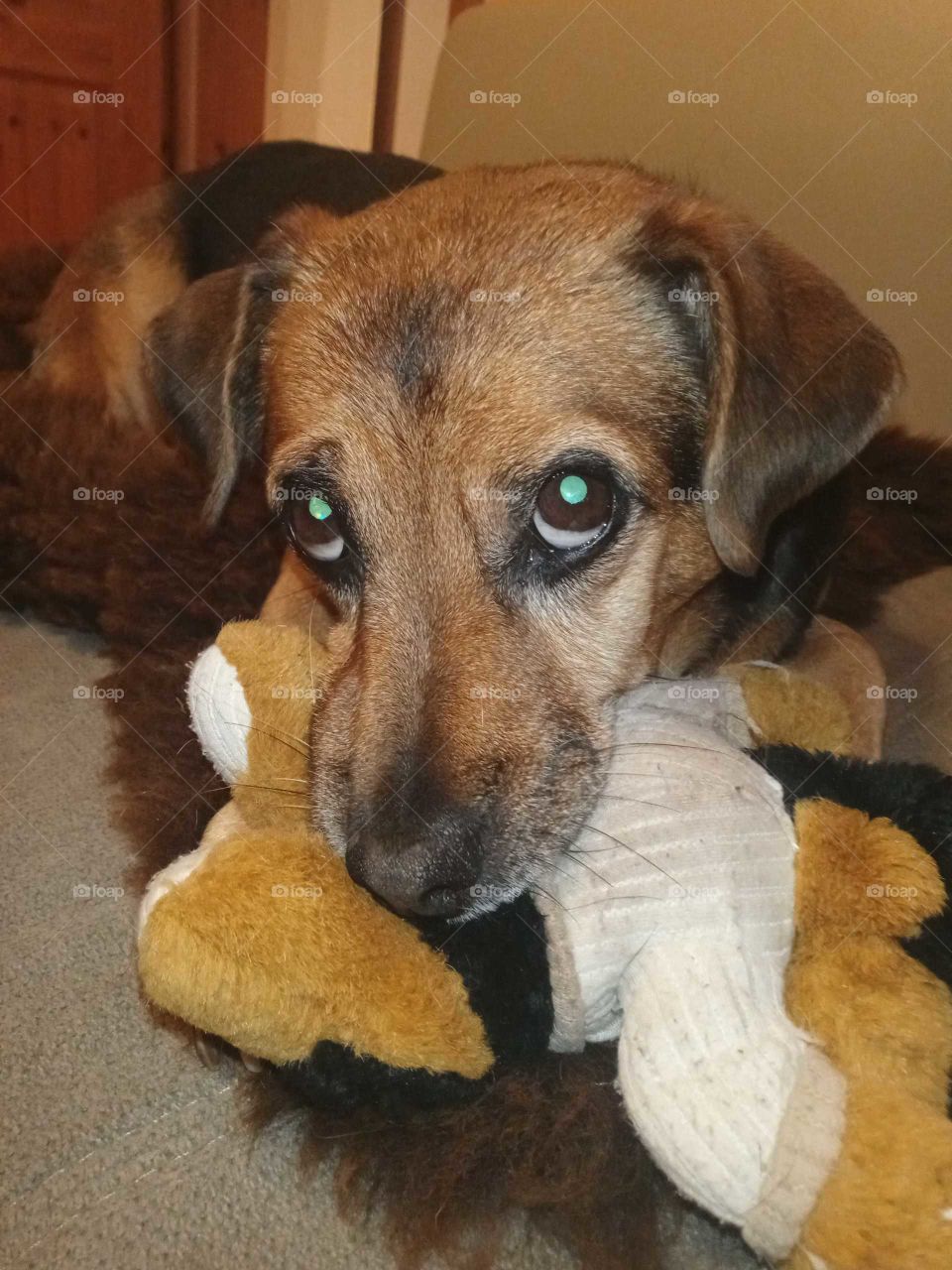 Mein Hund mit Lieblingsspielzeug