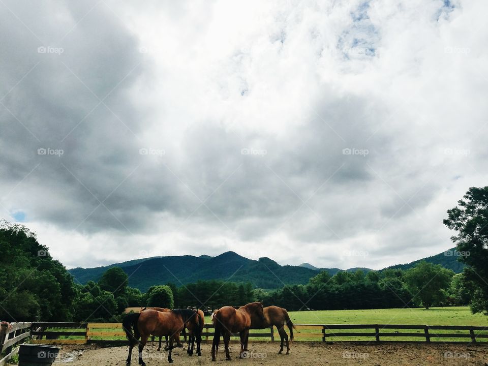 Horses in the North Georgia Mountains, GA, USA