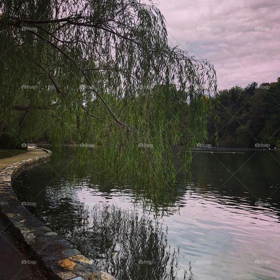 Willow Tree reflecting on lake late afternoon fall day 