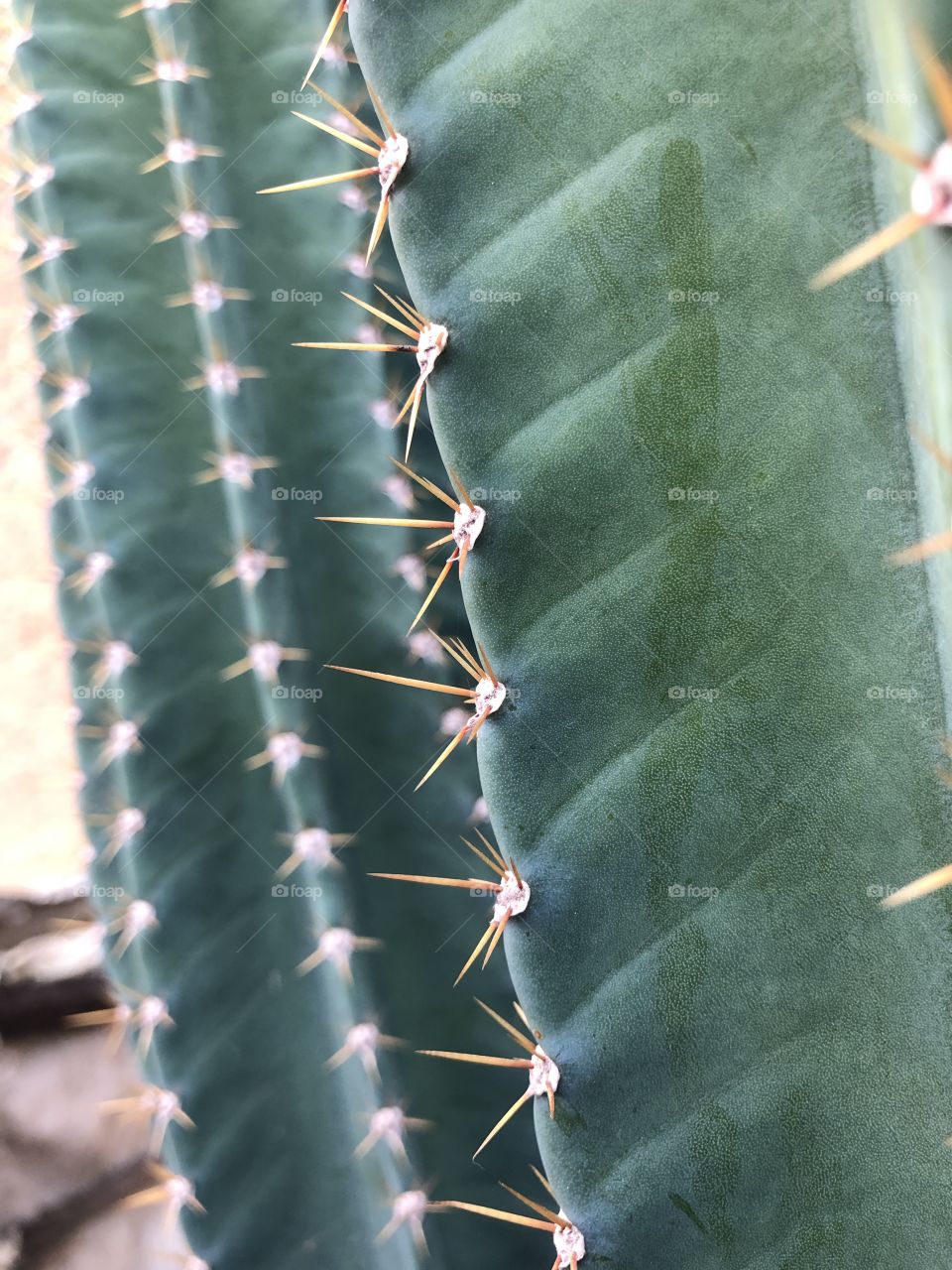 True portrait cactus