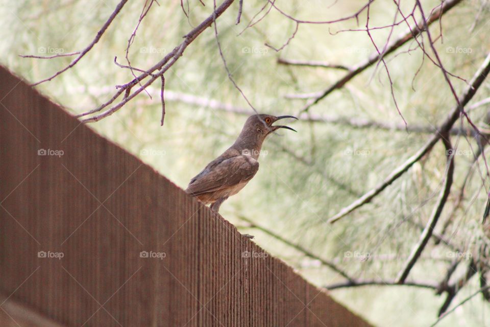 curve-billed trashers