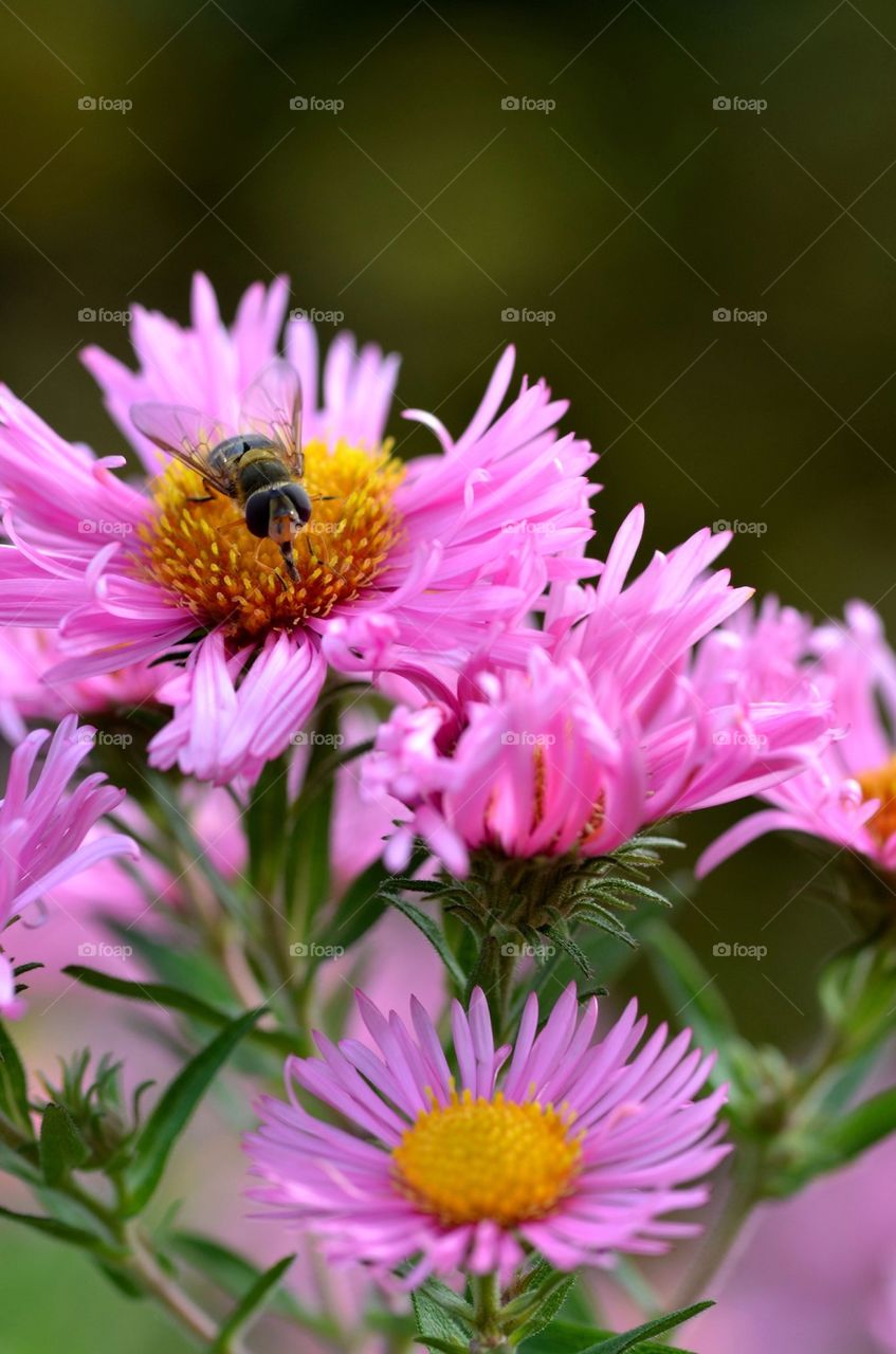 Flowers with insect