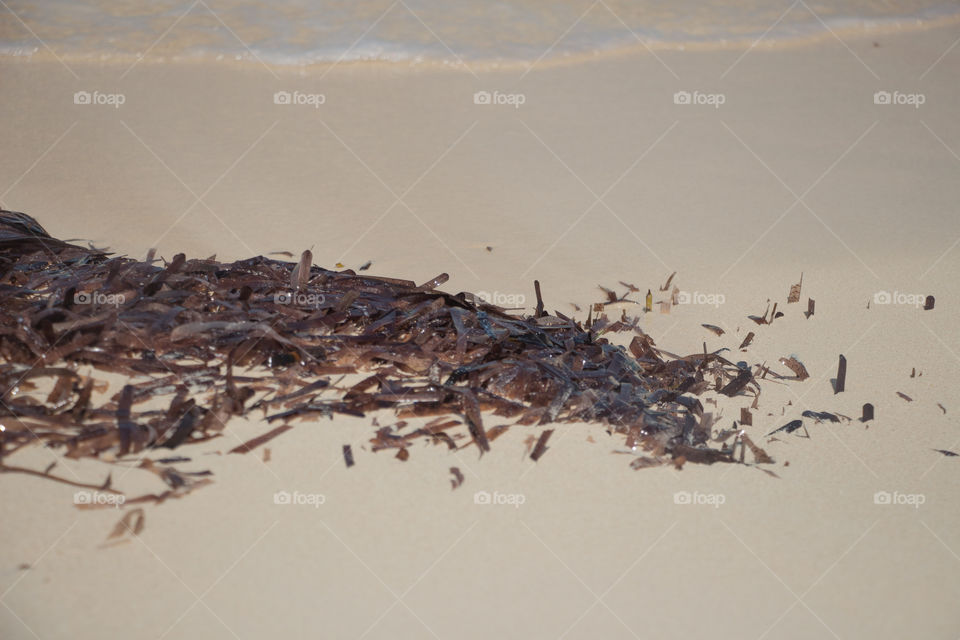 Seaweed gathered on the beach