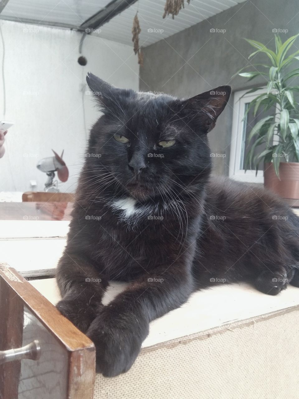 black cat with white breast
