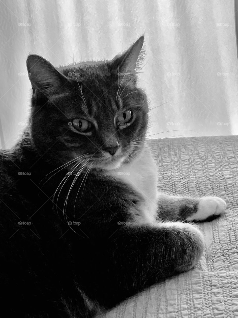 Cat in black and white