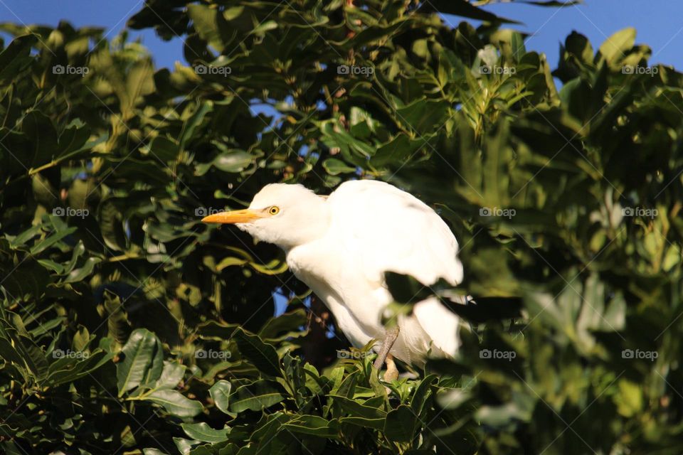 Cattle egret bird perched in a tree