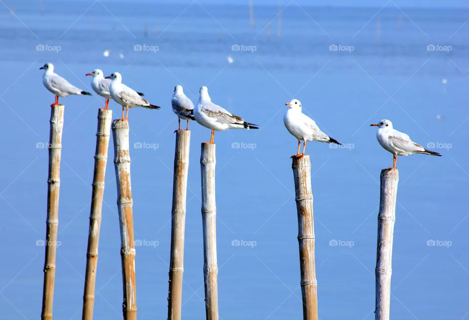 seagulls