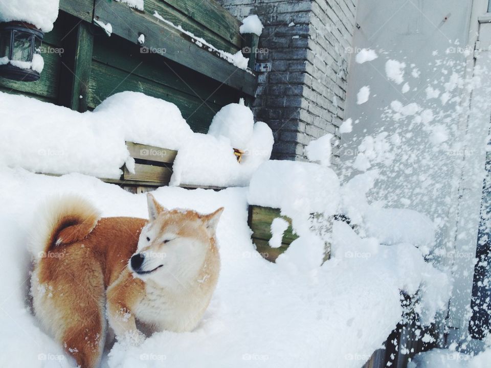Shiba in a snowfight