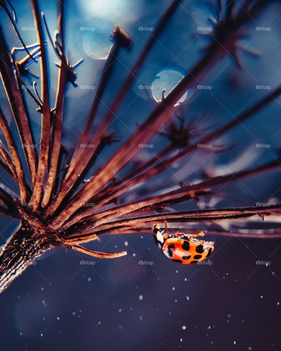 ladybug sitting on a dry flower close up