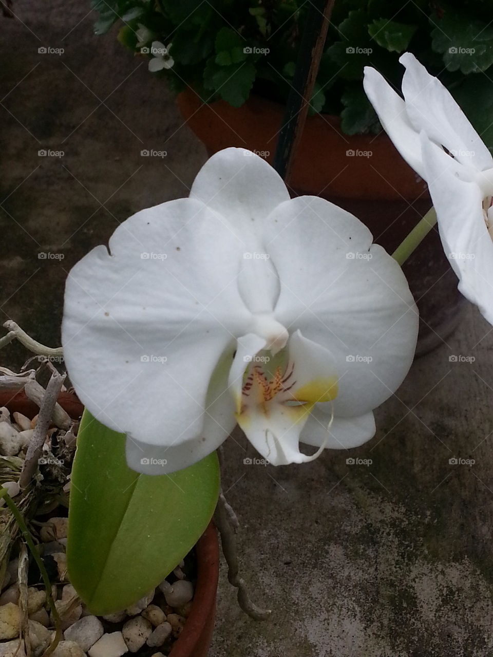 White Orchid