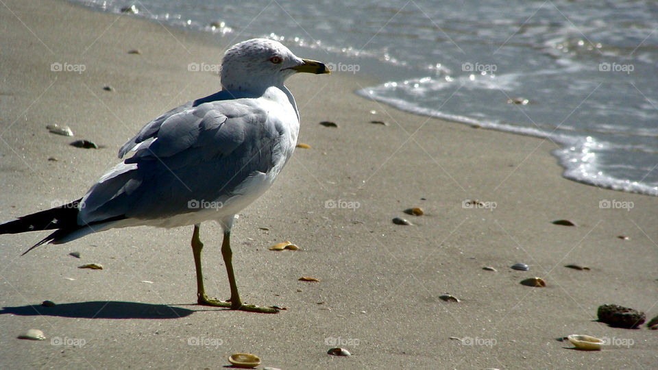 seagull