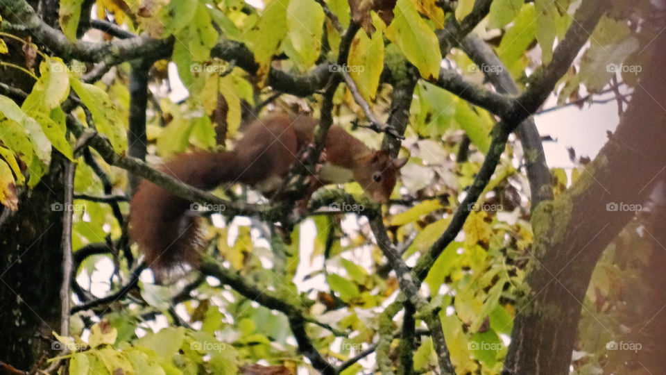 One squirrel who is looking down on tree branch