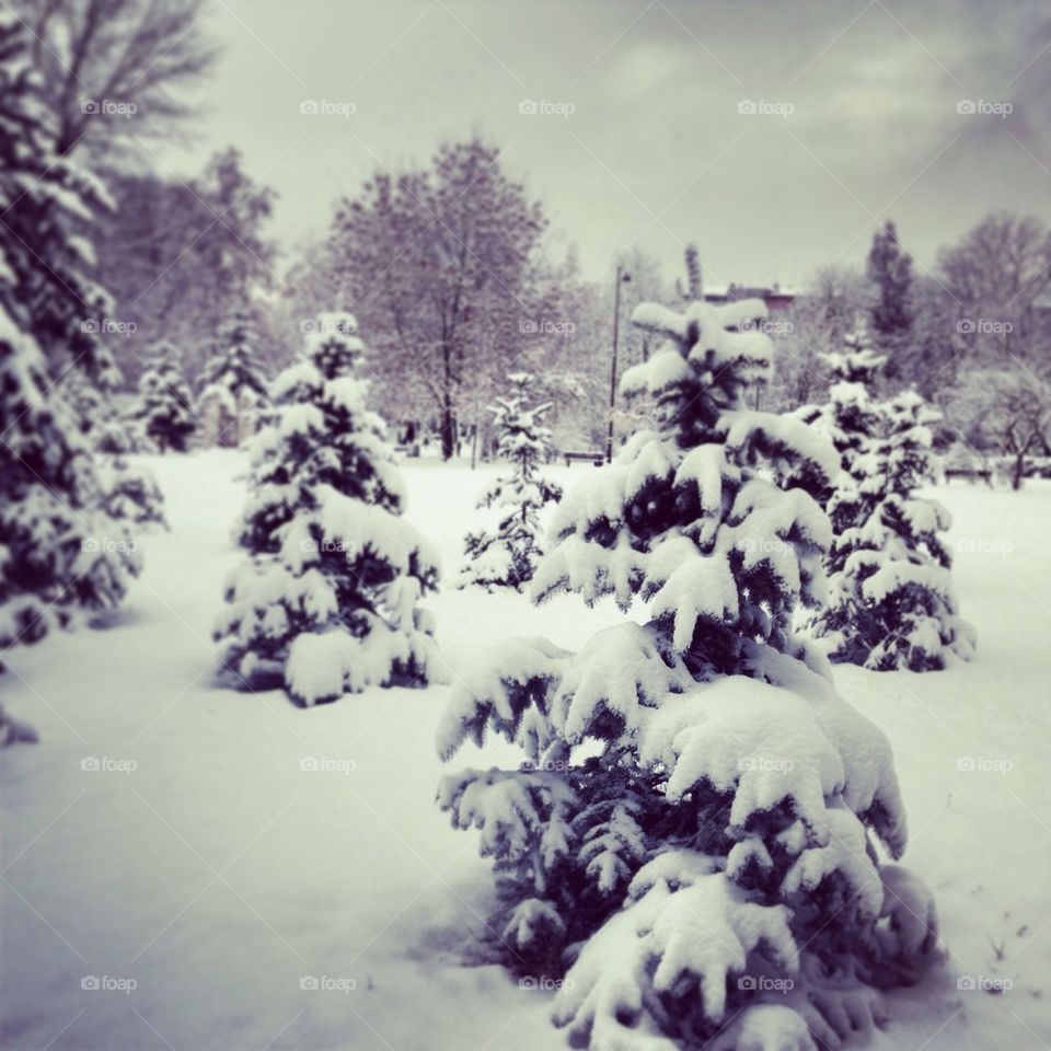 snow winter tree cold by severina1