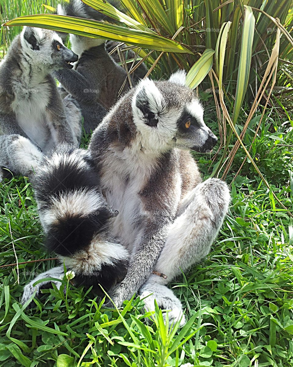 Lemur in grass