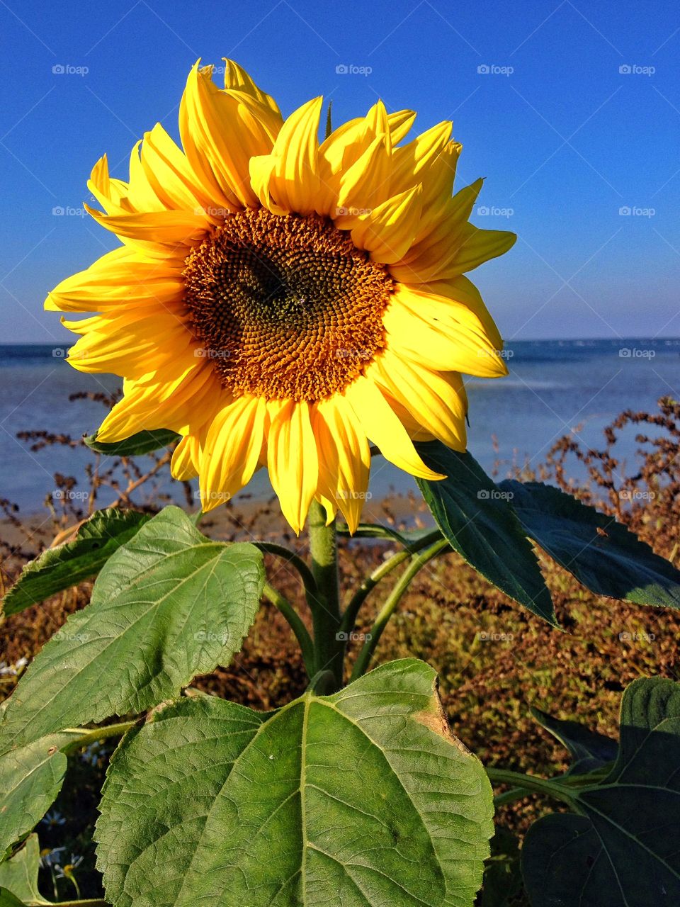 Sun flower by the sea