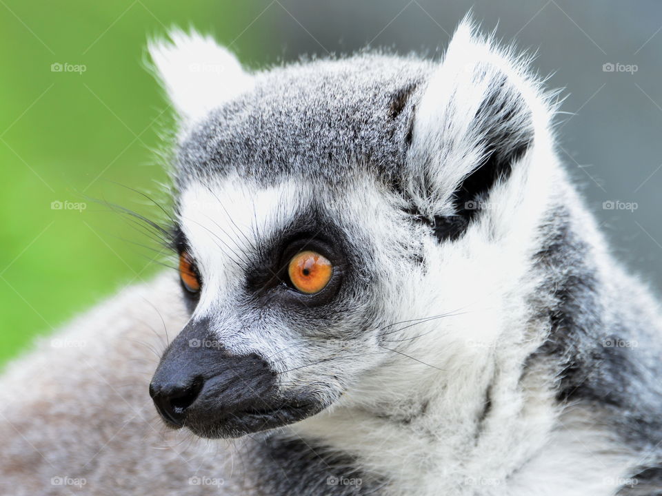 Close-up of a lemur