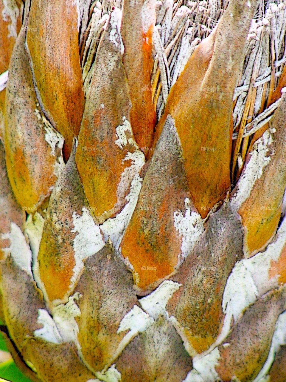 Proteus flower dry out 