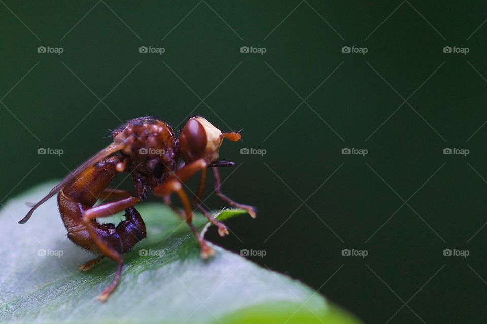 Close-up of beetle on leaf