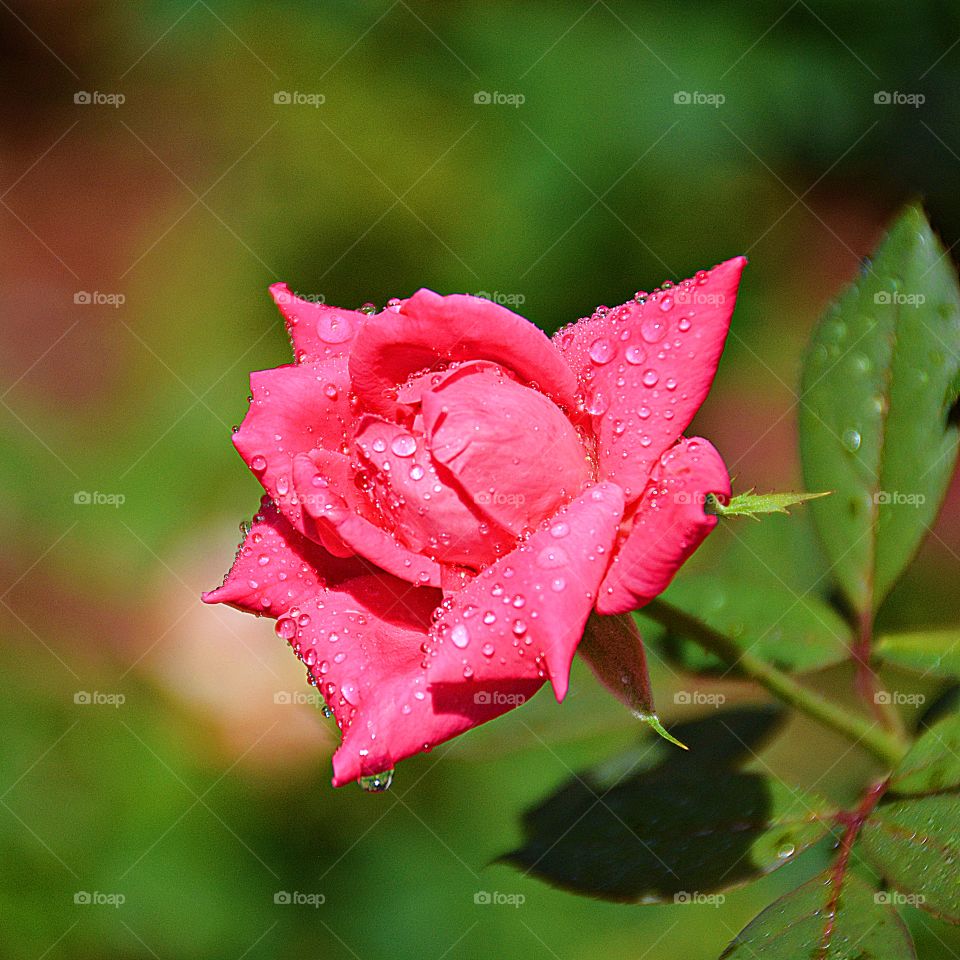 “Raindrops keep falling on my head” - As one of the most enduring symbols for love and appreciation, it’s no surprise that roses are among the most admired and evocative of flowers.