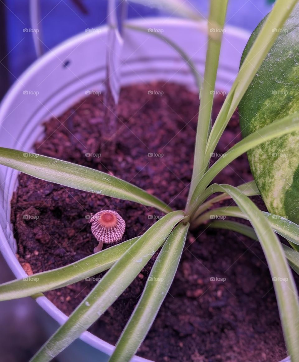 tiny baby mushroom peeking through the soil of spider plant propagation