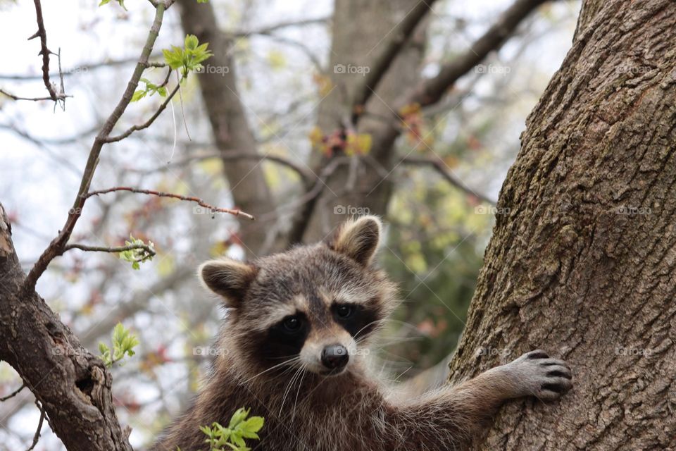 Cute raccoon with many layers, the emotions seen in the raccoons eyes is up for judgement however the amazing timing of this photo is complimented by the beautiful background of trees and shrubbery in the spring 