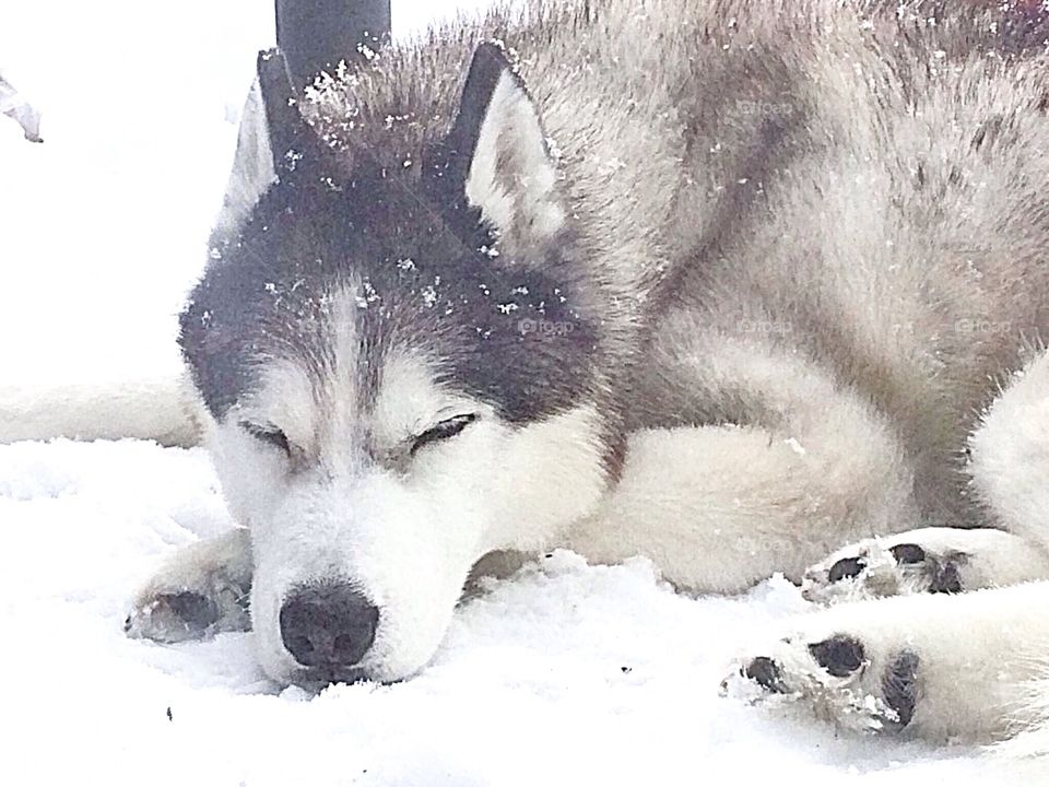 Incredible Husky Dogs