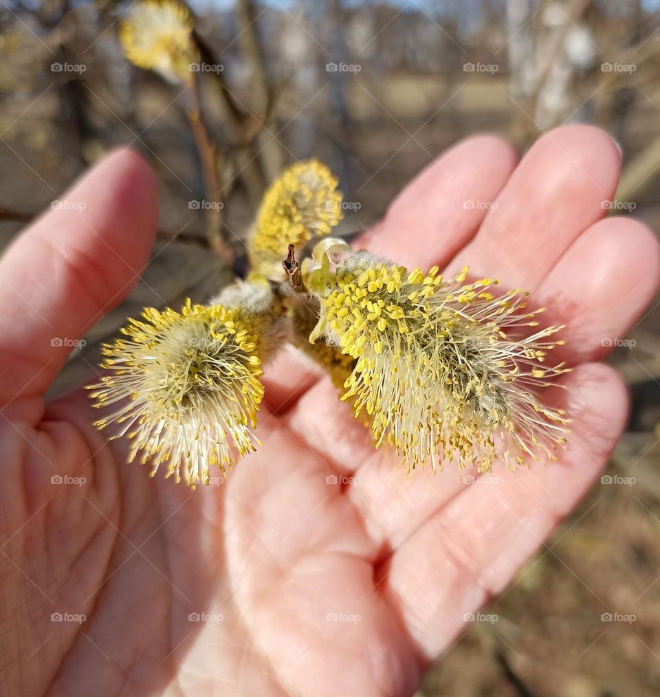 yellow willow blooming branch in the hand spring nature