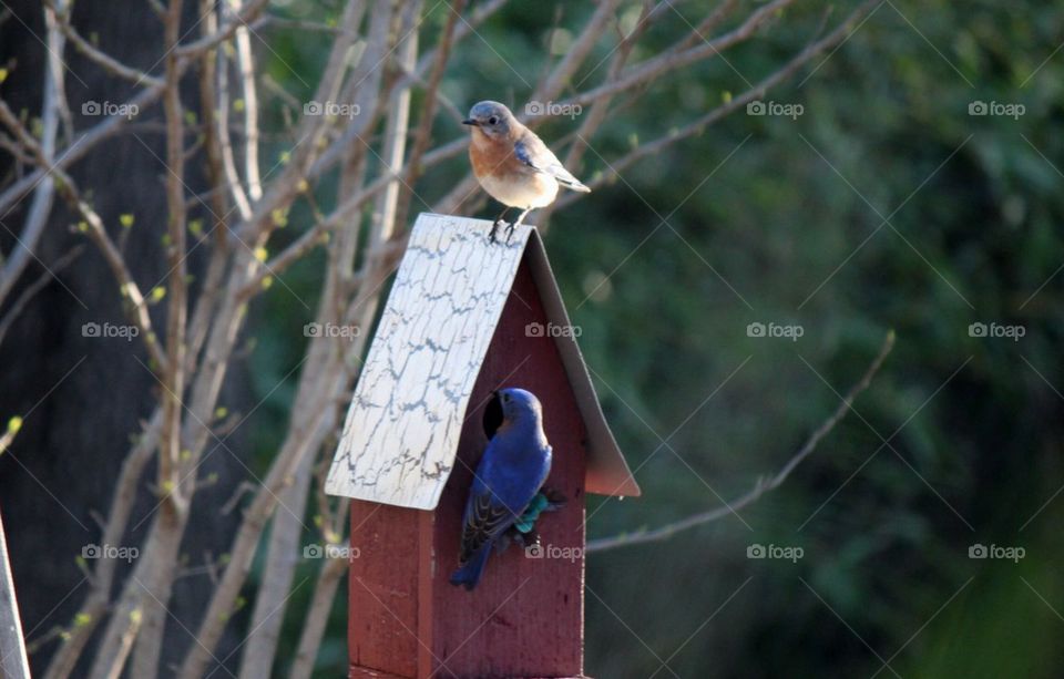 Mr. And Mrs. Bluebird