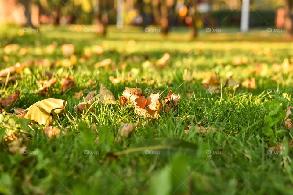 Autumn leaf on the grass