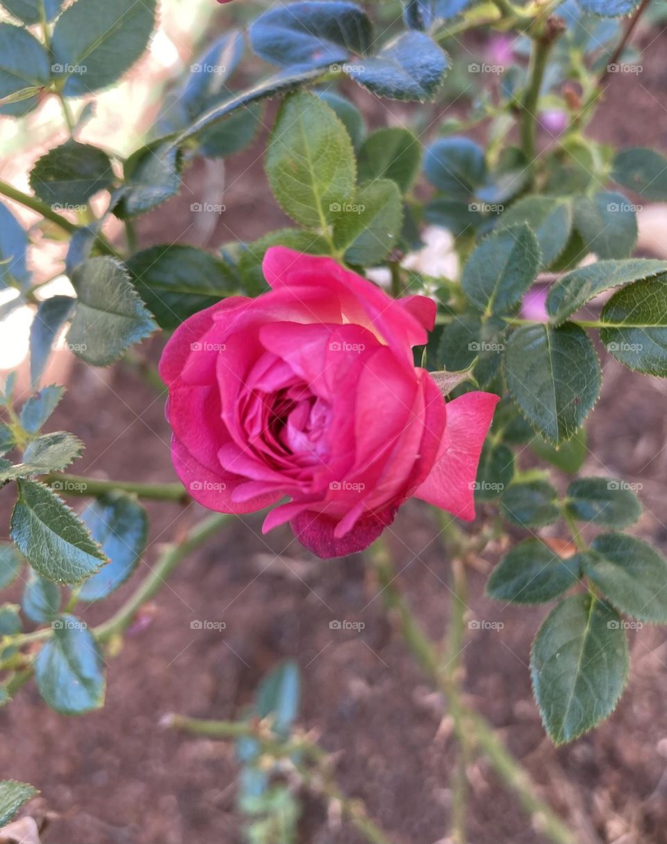 🌹 🇺🇸 Very beautiful flowers to brighten our day.  Live nature and its beauty. Did you like the delicate petals? / 🇧🇷 Flores muito bonitas para alegrar nosso dia. Viva a natureza e sua beleza. Gostaram das pétalas delicadas? 