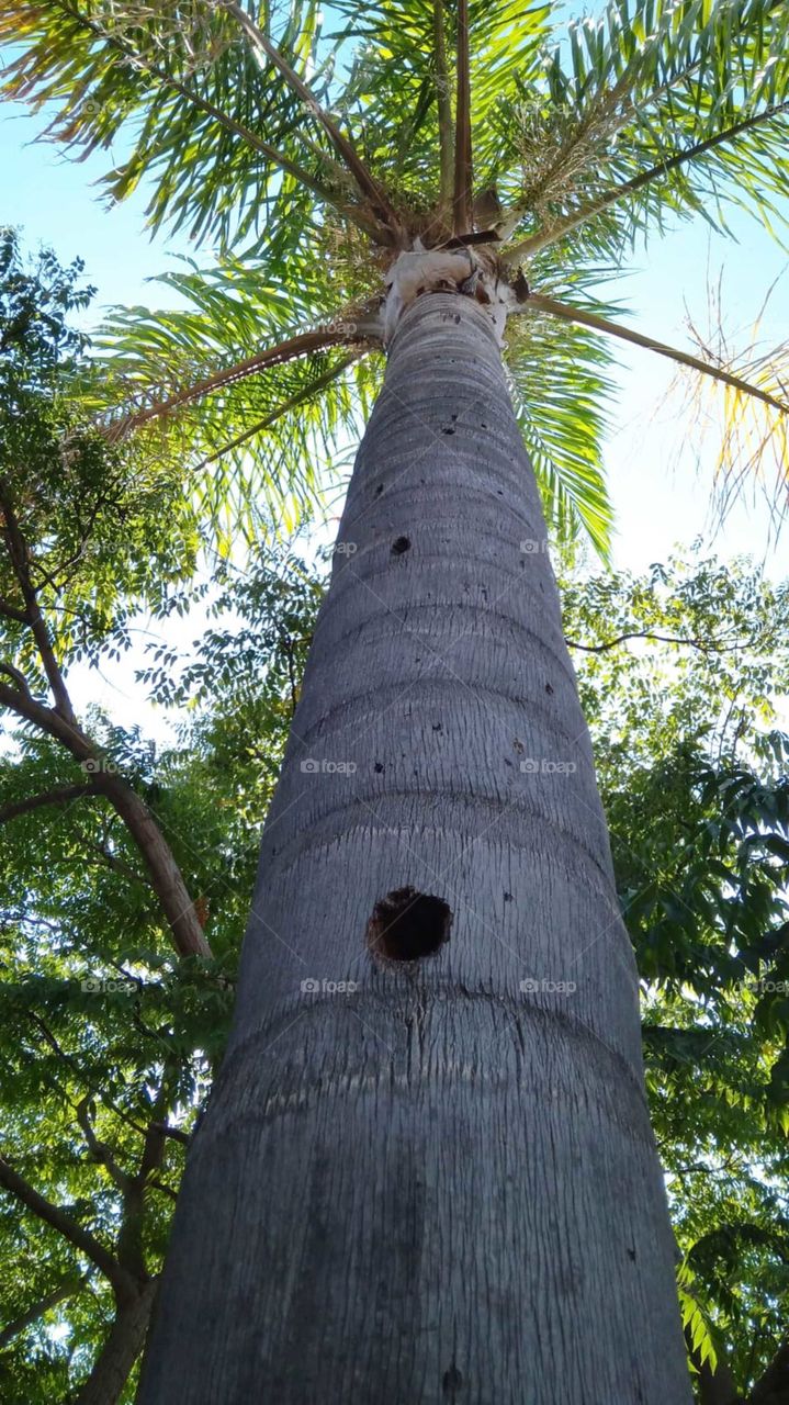Woodpeckers hole on a palm tree