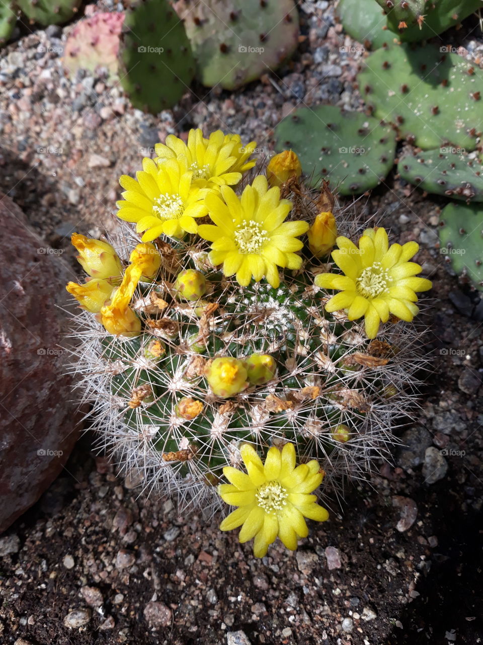 cactus with flowers