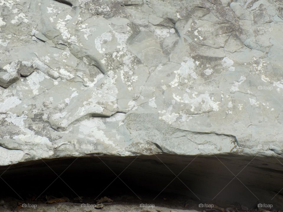 Shelter in the Woods