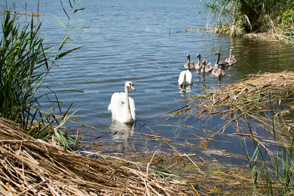 Swans and ducks on the lake