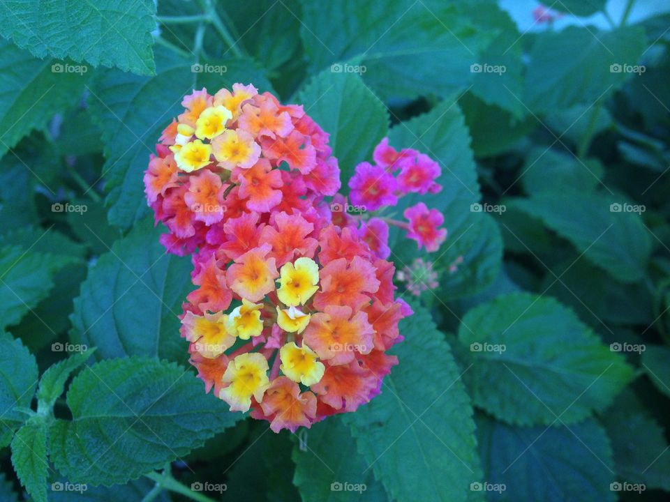 Rainbow lantana flowers 