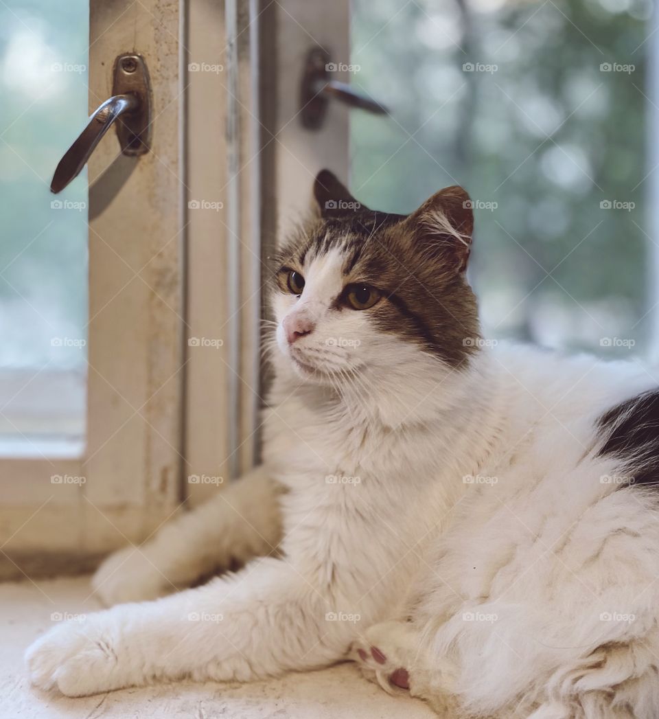 Indoors cat portrait